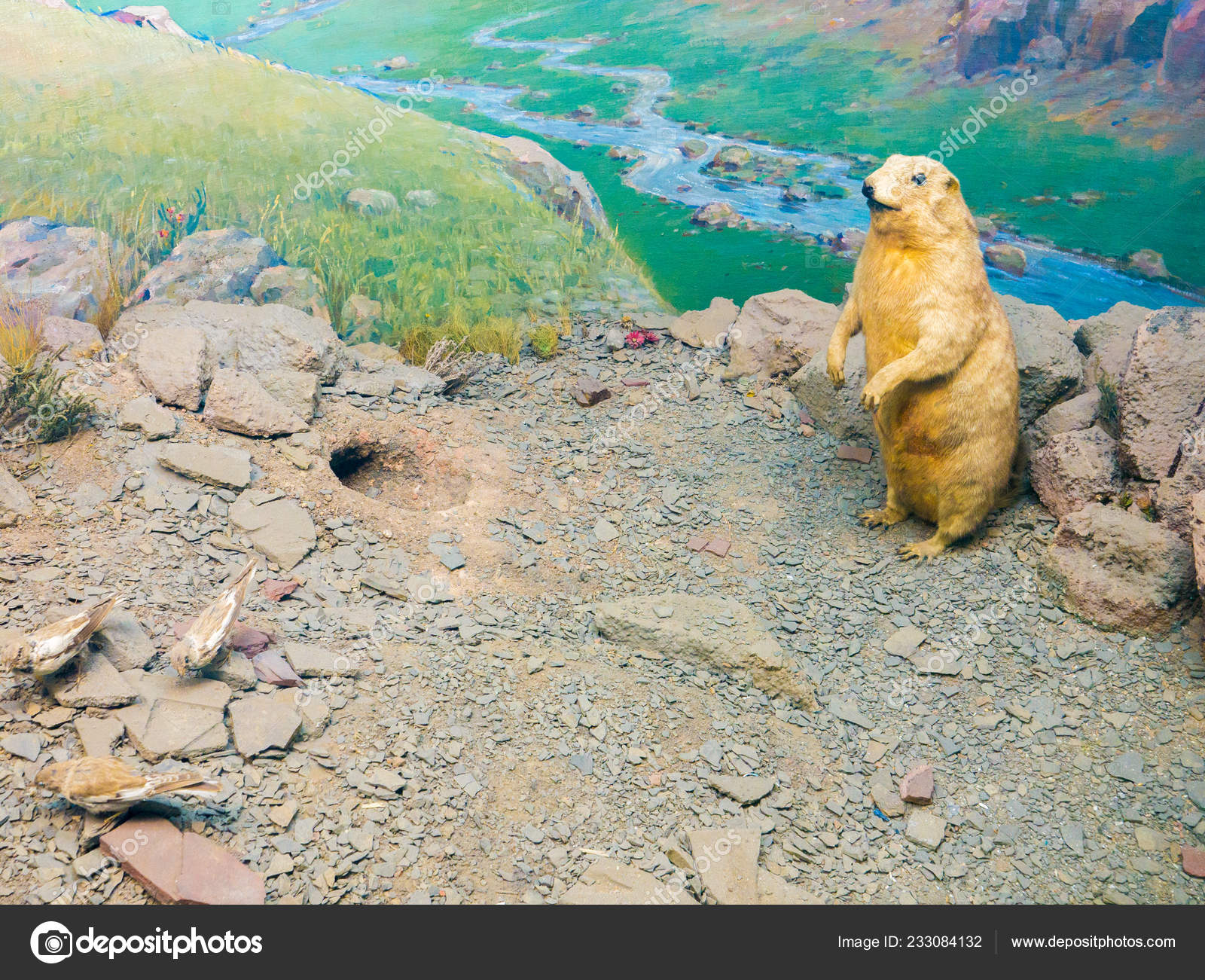 stuffed prairie dog