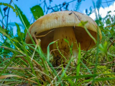 Orman mantar alttan görünüm.