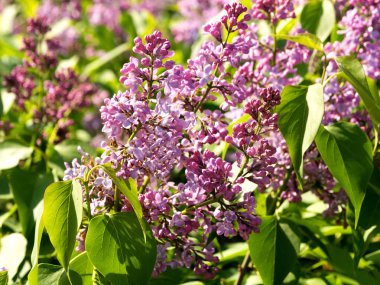 Çiçek leylak beetle