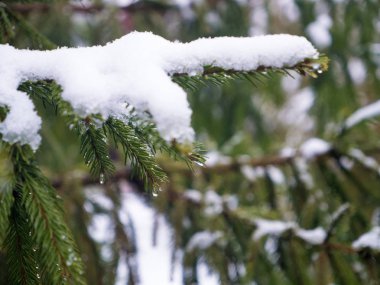 Yeşil bir Noel ağacı içinde belgili tanımlık kar. Kış arka plan