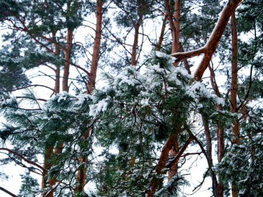 Kar ağaçlarda. Kış orman. Noel arka plan