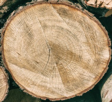 Siyah bir arka plan üzerinde izole bir günlük doku.