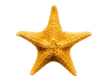 beyaz arkaplanda izole edilmiş denizyıldızı