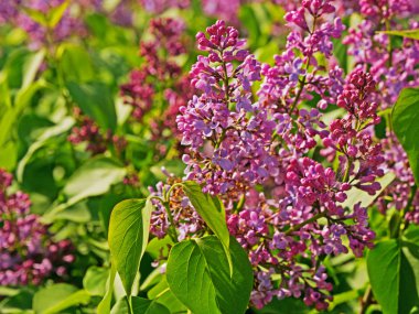 Çiçek leylak beetle