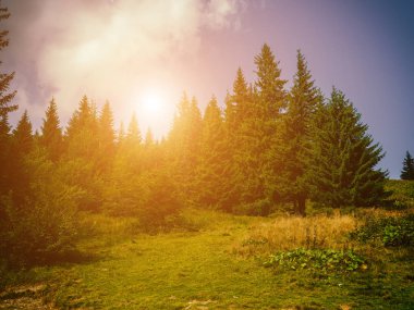 Yaz dağ manzaraları. Yeşil çayırlar. Yüksek tepeler.