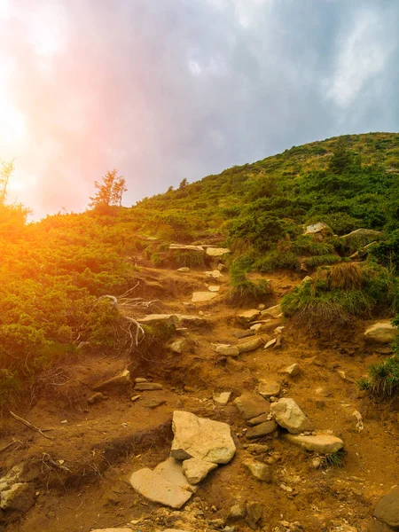 緑豊かな植生と高い山へのパス 夏の背景 サンセット — ストック写真