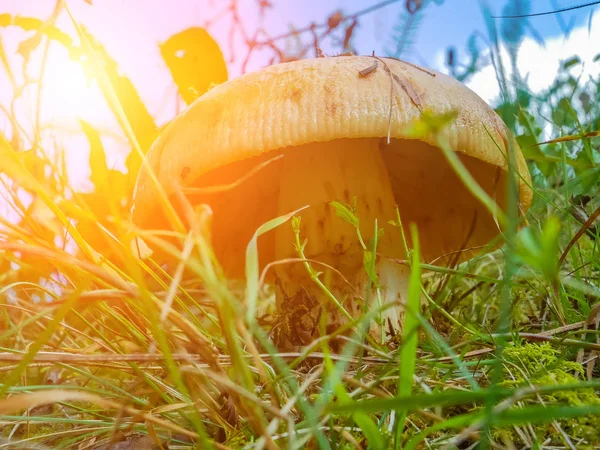 View Forest Mushroom — Stock Photo, Image