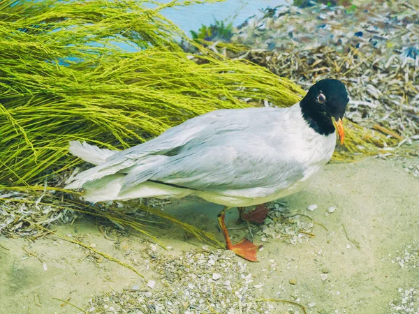 Gaivota Busca Alimento Costa — Fotografia de Stock