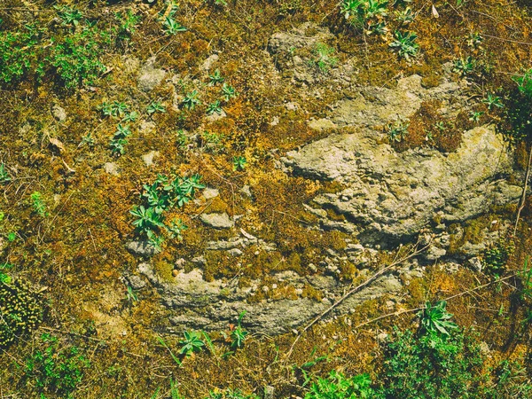 岩の上の草に覆われた苔の質感 — ストック写真