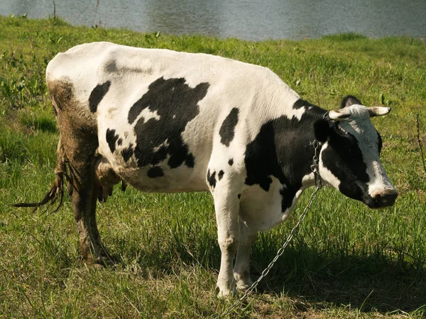 Грязная Корова Пасущаяся Поле — стоковое фото