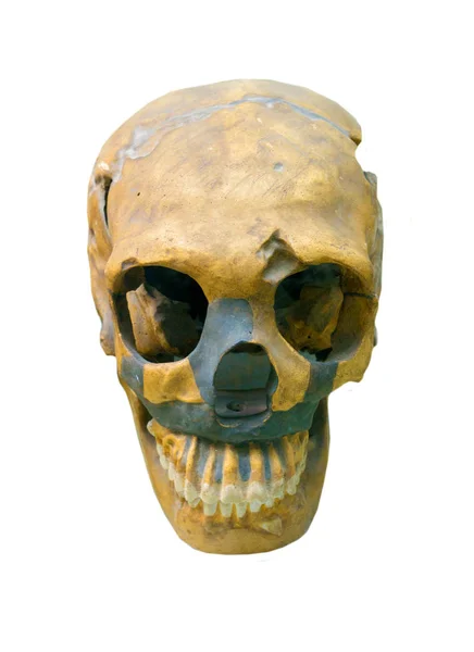 Textura Cráneo Humano Aislado Sobre Fondo Blanco Formación Médica —  Fotos de Stock