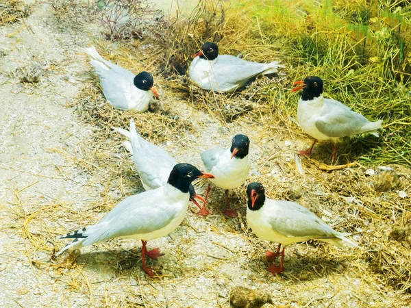 Close Pássaros Brancos Com Cabeças Pretas — Fotografia de Stock