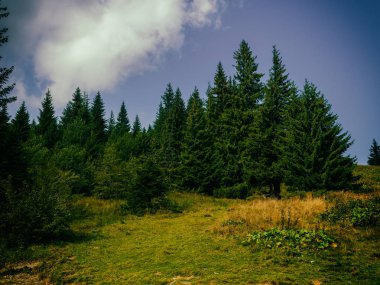 Yaz dağ manzaraları. Yeşil çayırlar. Yüksek tepeler.