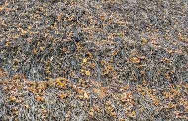 Kentsel kaldırım taşı doku