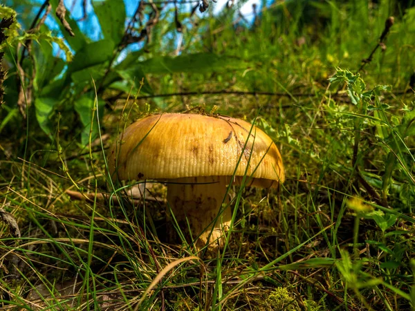 View Forest Mushroom — Stock Photo, Image