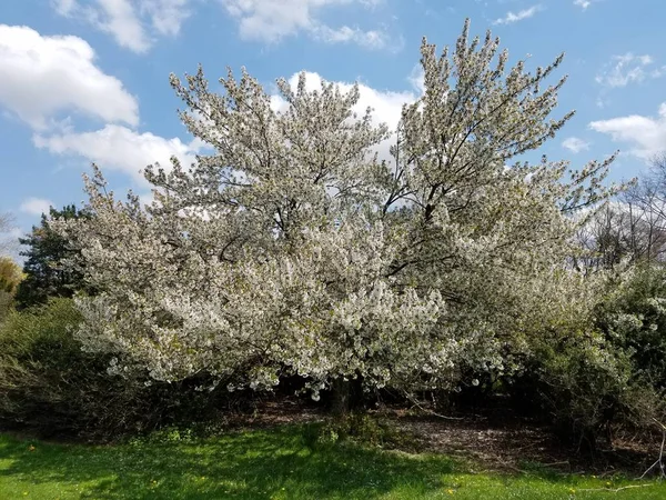 Kirschbaumblüte Park — Stockfoto