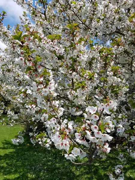 Cherry Tree Blossom Park — Stock Photo, Image