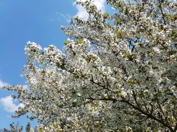 Kersenboom Bloesem Het Park — Stockfoto