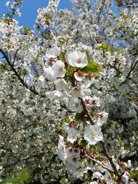 Kersenboom Bloesem Het Park — Stockfoto