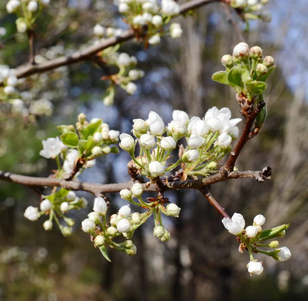 Floraison Cerisiers Dans Parc — Photo