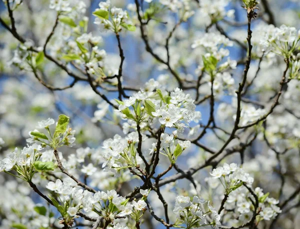 Floraison Cerisiers Dans Parc — Photo