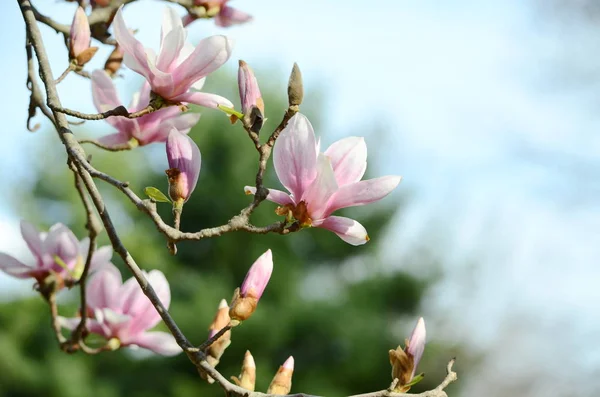 Drzewo Magnolii Kwitnie Wiosną — Zdjęcie stockowe