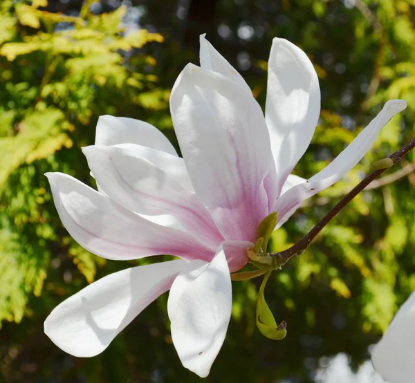 Magnolia Árvore Flor Tempo Primavera — Fotografia de Stock