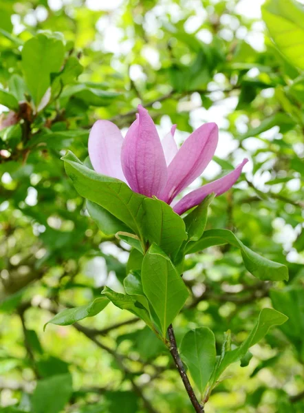 Magnolia Tree Blossom Spring Time — Stock Photo, Image