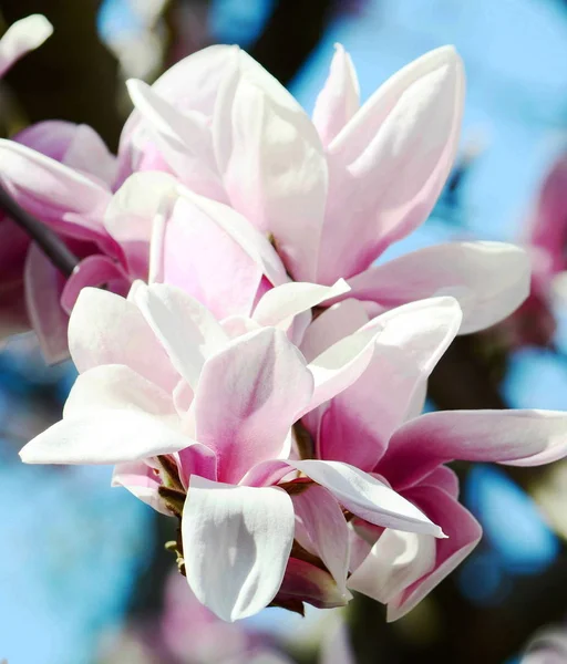Drzewo Magnolii Kwitnie Wiosną — Zdjęcie stockowe