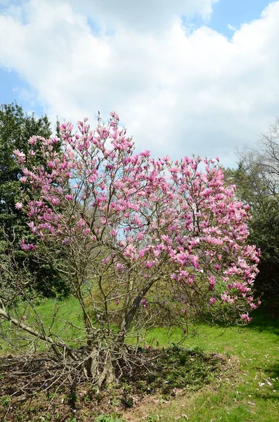 Arbre Magnolia Fleurit Printemps — Photo