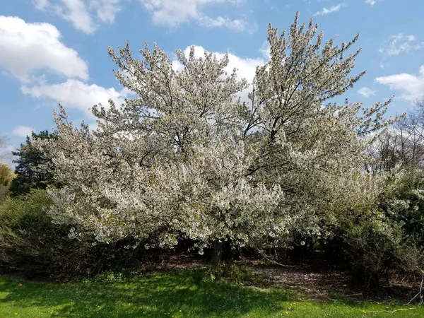 Cseresznyefa Virágzik Parkban Stock Kép