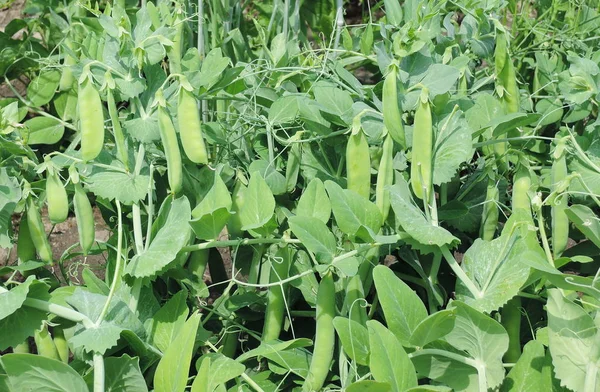 Nahaufnahme Grüne Erbsen Auf Dem Bauernhof — Stockfoto