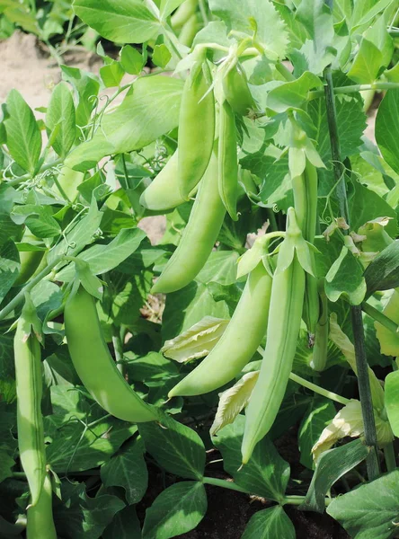 Closeup Groene Erwten Boerderij — Stockfoto