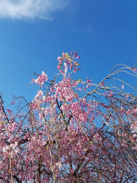 Baharda Japon Kiraz Çiçeği — Stok fotoğraf