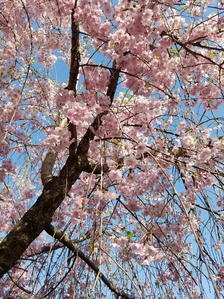 Baharda Japon Kiraz Çiçeği — Stok fotoğraf