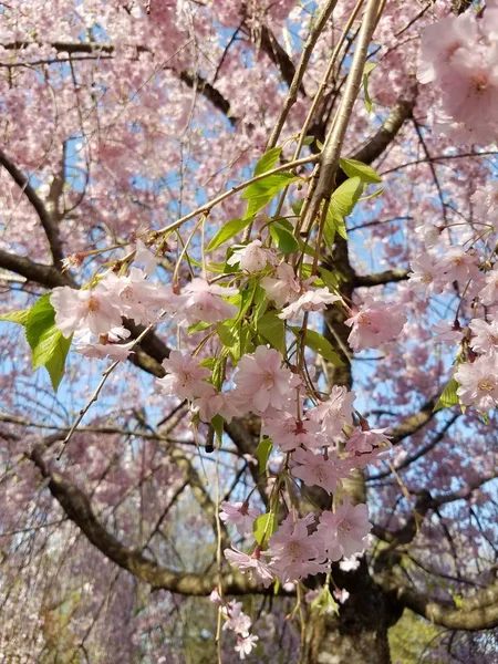 Japansk Körsbärsblomma Våren — Stockfoto