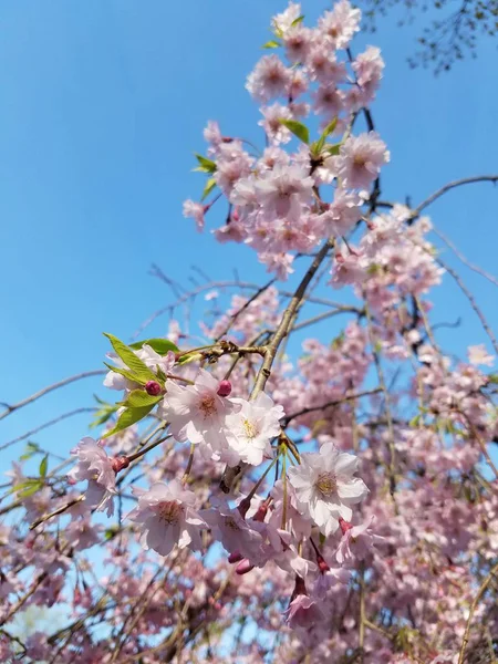 Japanische Kirschblüte Frühling — Stockfoto