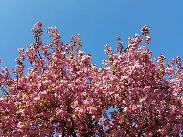 Flor Cereja Japonesa Primavera — Fotografia de Stock