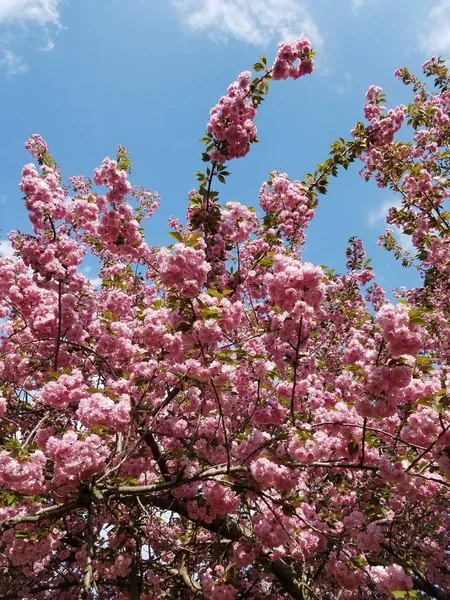 Flor Cereja Japonesa Primavera — Fotografia de Stock