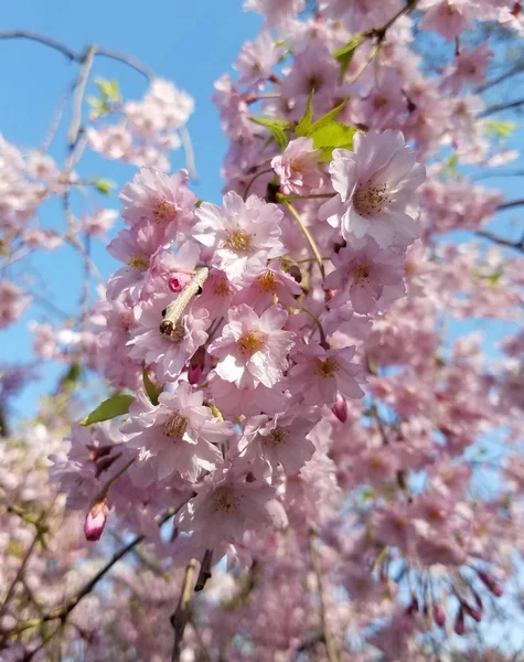 Baharda Japon Kiraz Çiçeği — Stok fotoğraf