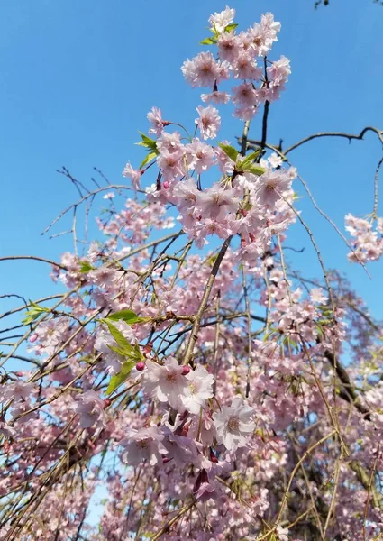 Flor Cereja Japonesa Primavera — Fotografia de Stock