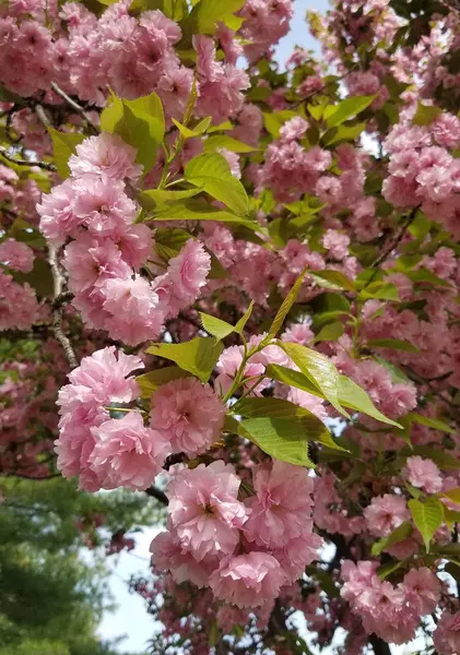 Japanese Cherry Blossom Spring — Stock Photo, Image