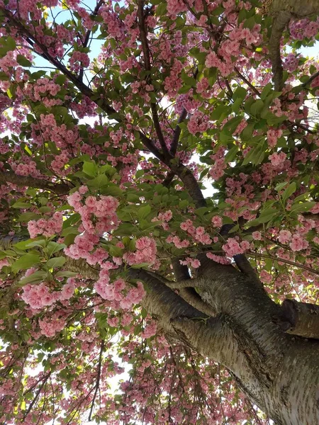 Japanese Cherry Blossom Spring — Stock Photo, Image