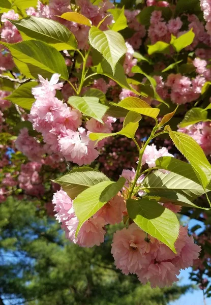 Wiosną Kwitną Wiśnie Japońskie — Zdjęcie stockowe