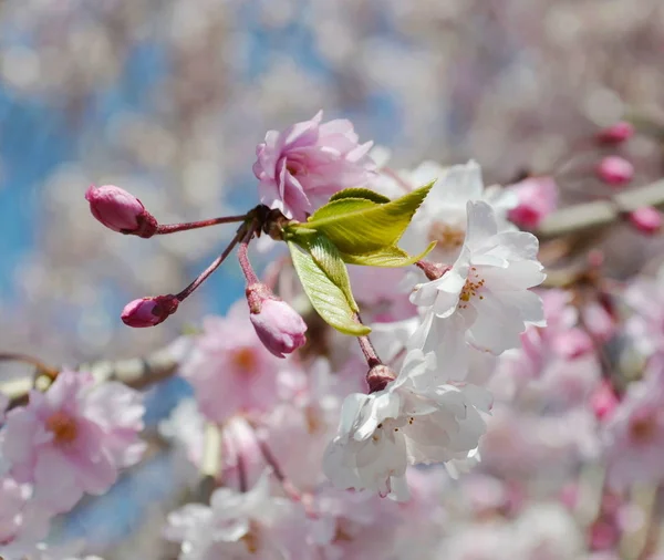 Japanese Cherry Blossom Spring — Stock Photo, Image