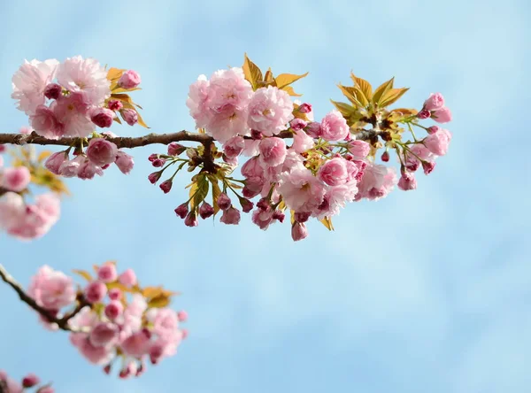 Japanese Cherry Blossom Spring — Stock Photo, Image