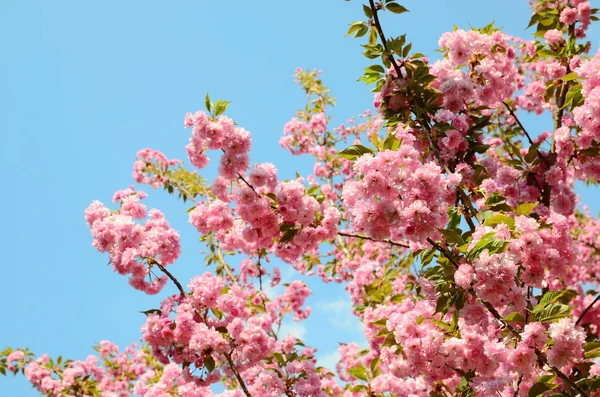 Japanese Cherry Blossom Spring — Stock Photo, Image