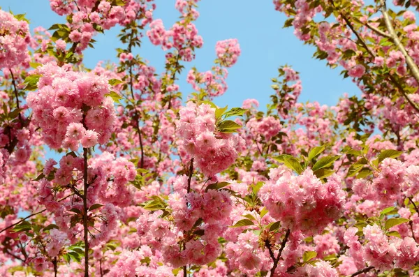 Flor Cerezo Japonés Primavera — Foto de Stock