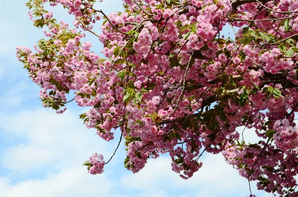 Japanese Cherry Blossom Spring — Stock Photo, Image