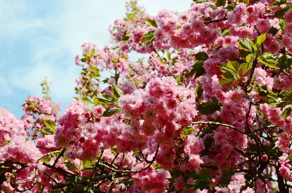 Flor Cerezo Japonés Primavera — Foto de Stock